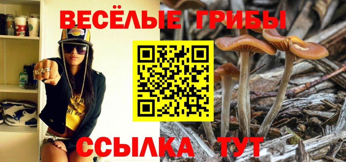 Псилоцибиновые грибы Psilocybe Кизляр